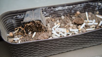 Cigarettfimpar i blomkruka.